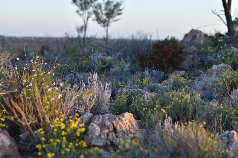 , Western NSW Primary Health Network