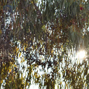 WNSW PHN, Western NSW Primary Health Network